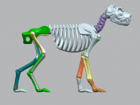 Halloween Crafts Skeleton Dog